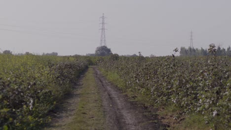 A-handheld-wide-shot-of-a-path-surrounded-by-agricultural-field-with-crops-in-full-bloom-and-height,-leading-towards-an-electricity-pole-in-far-distance