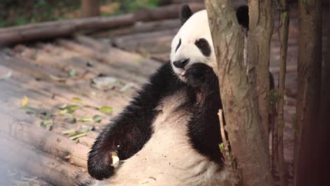 Un-Panda-Juguetón-Descansa-Contra-Un-árbol-En-El-Centro-De-Investigación-De-Pandas-De-Chengdu,-En-China