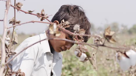 A-handheld-mid-close-up-of-a-young-Indian-boy-working-at-a-cotton-field-with-cotton-buds-on-a-branch-in-the-foreground