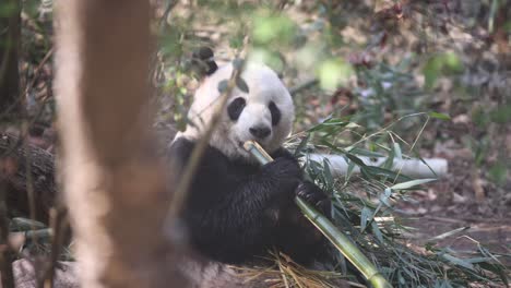 Panda-eating-bamboo-at-Chengdu-Research-Center,-China,-surrounded-by-greenery