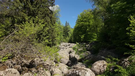 Aufnahmen-Einer-Steinpiste,-Umgeben-Von-üppigem-Grünen-Wald,-An-Einem-Sonnigen-Frühlingstag