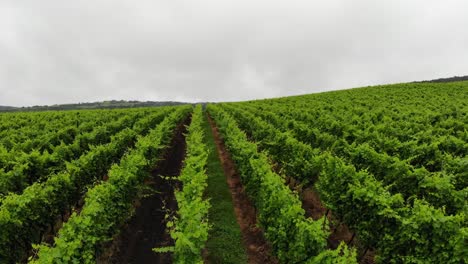 Luftaufnahme-Von-Grünen-Trauben-Bei-Bewölktem,-Nebligem-Wetter