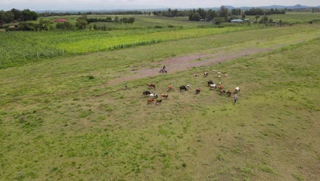 Farming-in-Africa,-shepherd-with-herd-of-cows-and-goats-on-pasture-in-Kenya,-aerial-view