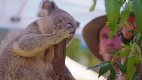 Fluffy-Native-Koala-Eating-Gum-Leaves-In-Tree-With-Guide-At-Zoo,-Australia,-4K-Slow-Motion