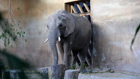 Varsovia,-Polonia,-Alrededor-De-Mayo-De-2022:-Elefante-Africano-De-Sabana-Comiendo-Dentro-De-Una-Casa-En-El-Jardín-Zoológico-De-Varsovia