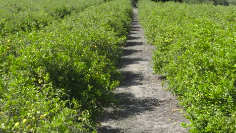 Aerial-move-forward-and-rise-over-a-blooming-lemon-tree-orchard-on-a-summer-day