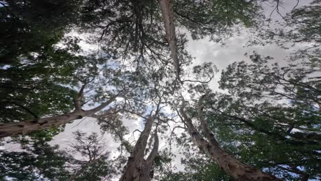 Wald-Im-Grünen-Ort,-Der-Liebt-Und-Lebt