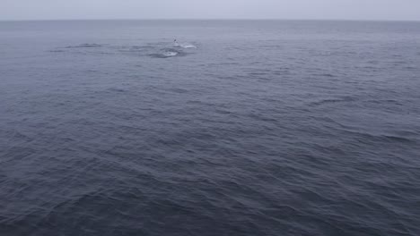 A-serene-scene-of-dolphins-gracefully-swimming-in-the-open-ocean,-capturing-the-beauty-and-harmony-of-marine-life-in-its-natural-habitat