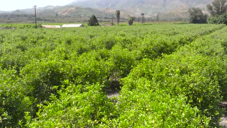 Low-altitude-aerial-close-up-advancing-through-an-orange-orchard