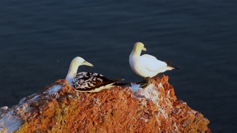 Northern-gannets-–-Morus-bassanus---on-the-red-cliffs-of-the-German-offshore-island-of-Heligoland,-Schleswig-Holstein,-Germany,-Europe