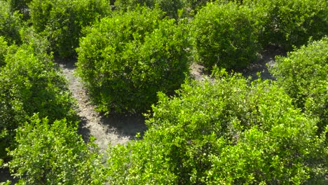 Elevándose-Sobre-Un-Huerto-De-Limones-Bañado-Por-El-Sol:-Vista-Aérea-De-árboles-Frondosos,-Huerto-De-Cítricos,-Que-Muestra-La-Cuadrícula-De-árboles-En-Una-Granja-En-Fillmore,-California,-Con-Edificios-En-El-Fondo