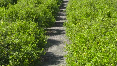 Aerial-move-back-of-orange-orchard