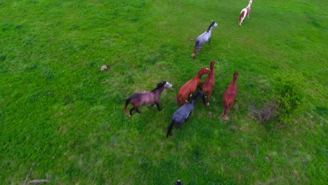 Aerial-view-of-a-herd-of-horses-running-freely-on-a-lush-green-field-pasture