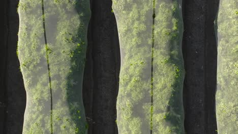 Top-down-aerial-view-rising-over-a-netted-orange-grove,-showcasing-rows-of-citrus-trees