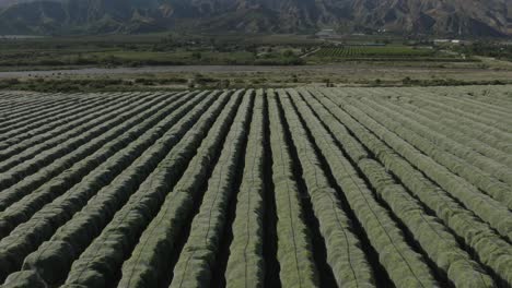 Aerial-rise-and-pull-back-of-a-vast-netted-orange-tree-grove-on-a-summer-day