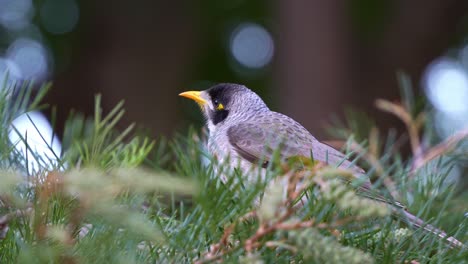 Close-up-shot-of-a-noisy-miner,-manorina-melanocephala-perched-on-the-grevillea-plant,-wondering-around-the-surroundings-in-the-Botanic-Gardens