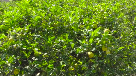 Close-up-pan-of-lemons-on-lemon-trees-in-full-bloom-on-a-sunny-summer-day