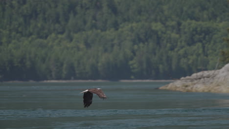 Eagle-catching-fish-in-the-ocean-in-Canada