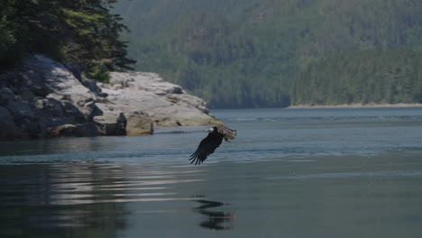 Adler-Fängt-Fische-Im-Meer-In-Kanada