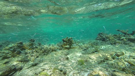 Punto-De-Vista-Mira-El-Mar-Cristalino-Y-Arrecife-De-Coral-Bajo-El-Agua-Los-Roques,-Paraiso-Venezuela