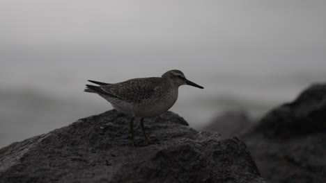 Este-Clip-Muestra-Un-Andarríos-Soportándose-A-Un-Clima-Tormentoso-En-Las-Rocas-Del-Rompeolas.