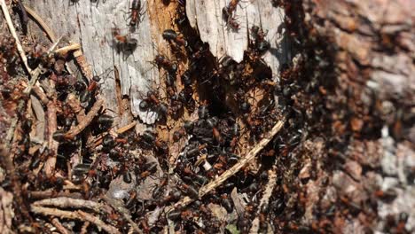 Un-Grupo-De-Hormigas-Se-Arrastra-Sobre-Un-Tronco.