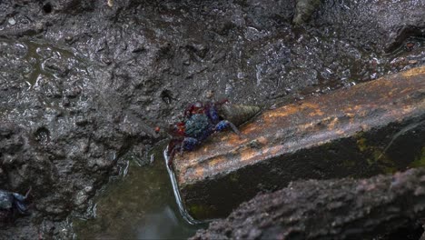 Face-banded-sesarmine-crab-foraging-on-the-sediments,-sipping-on-the-minerals-in-the-wet-and-swampy-mudflats-of-mangrove-forest,-close-up-shot