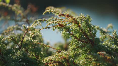 A-close-up-ground-level-shot-of-the-creeping-low-evergreen-bushes-on-the-blurry-background