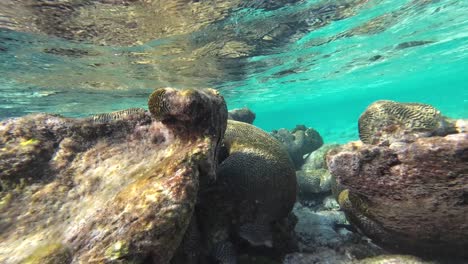 POV-Snorkel-Bajo-El-Agua-Mar-Caribe,-Arrecife-De-Coral-Y-Peces-Entorno-Agua-De-Mar-Cristalina,-Los-Roques