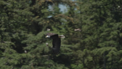 Águila-Capturando-Peces-En-El-Océano-En-Canadá