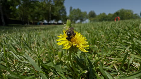 Fotografía-Macro-De-Una-Abeja-Polinizando-Un-Diente-De-León.