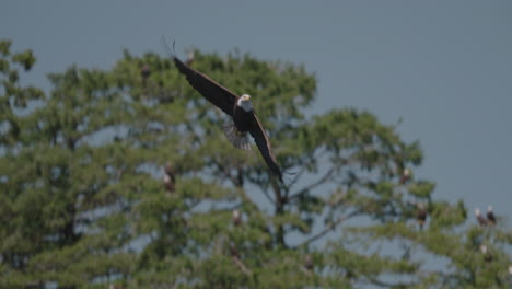 Eagle-catching-fish-in-the-ocean-in-Canada