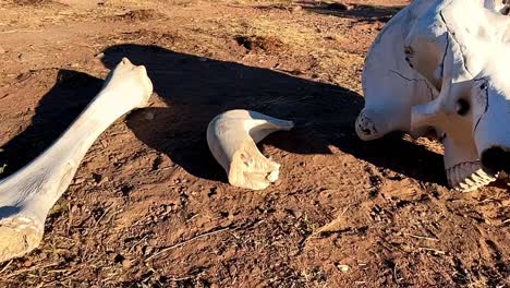 Haunting-remains-of-an-Elephant-struck-by-lightning,-in-Africa's-remote-wilderness