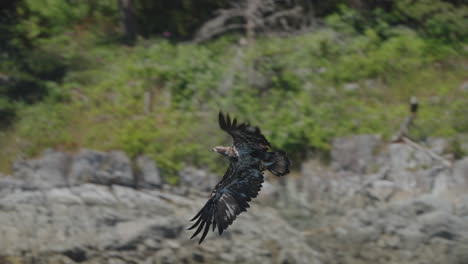 Adler-Fängt-Fische-Im-Meer-In-Kanada