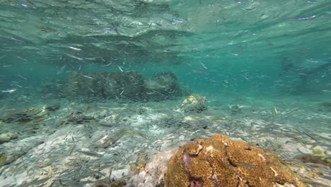 Stunning-hundreds-marine-life-fishes-and-coral-reef-underwater-caribbean-sea,-Los-Roques