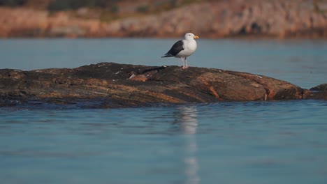 Dos-Gaviotas-Posadas-En-La-Pequeña-Isla-Rocosa-Cerca-De-La-Costa