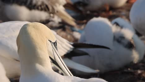 Northern-gannets-–-Morus-bassanus---on-the-red-cliffs-of-the-German-offshore-island-of-Heligoland,-Schleswig-Holstein,-Germany,-Europe