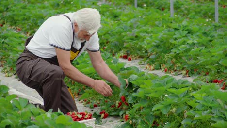 Adult-man-harvesting-strawberries-in-modern-greenhouse.