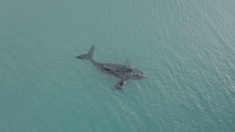 An-aerial-view-of-sharks-swimming-in-the-ocean