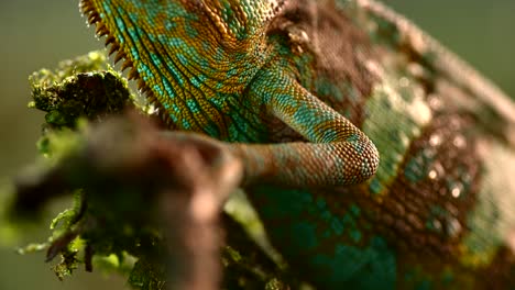 Chameleon-in-the-rain-shot-at-1000fps