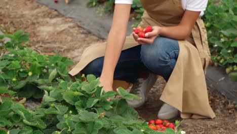 Unrecognizable-woman-collecting-strawberries-harvest-into-hand-palm.