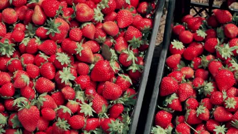 Juicy-ripe-harvested-strawberies-in-plastic-transportation-boxes.