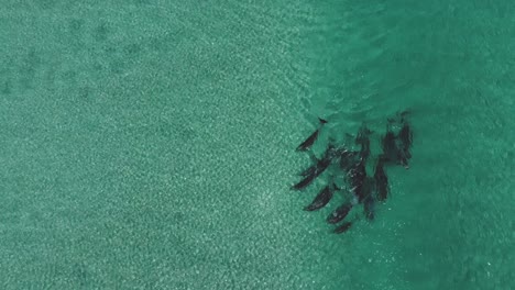 An-aerial-view-of-a-group-of-dolphins