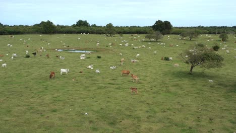 Cow-on-green-grass-fields.-Agriculture-farming.-Aerial-top-view