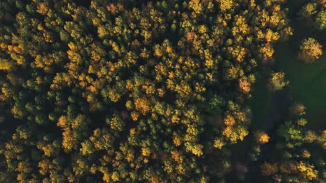 Vista-Aérea-Superior-Del-Bosque-Otoñal-Desde-Un-Dron.-Naturaleza-Otoñal.-Nadie