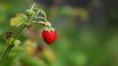 Fresa-Roja-Madura-Que-Crece-En-El-Jardín,-Primer-Plano