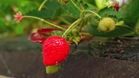 Watering-ripe-strawberries-growing-at-farm-patch.