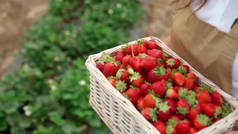 Wicker-basket-full-strawberries-on-woman-hands.