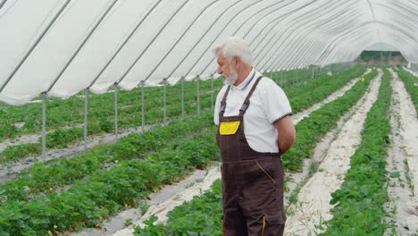 Adult-man-observing-grow-up-strawberries-in-greenhouse.