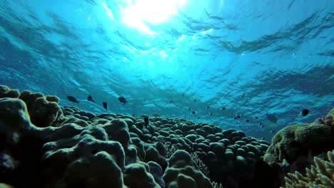 Eine-Wunderschöne-Aufnahme-Von-Beruhigendem-Gegenlicht-Von-Fischen-Und-Korallenriffen-Unter-Wasser